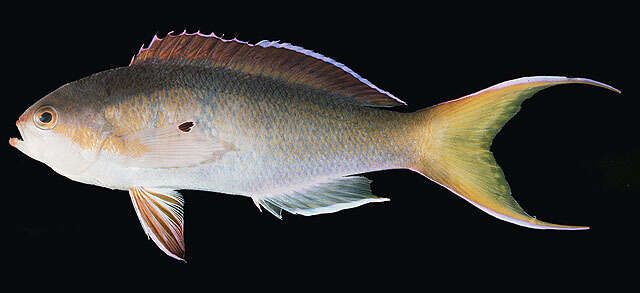 Image of Pseudanthias olivaceus (Randall & McCosker 1982)