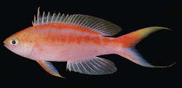 Image of Pyronotanthias aurulentus (Randall & McCosker 1982)