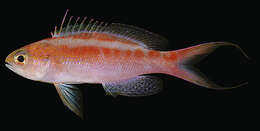 Image of Pyronotanthias aurulentus (Randall & McCosker 1982)