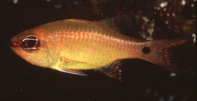 Image of Brassy cardinalfish