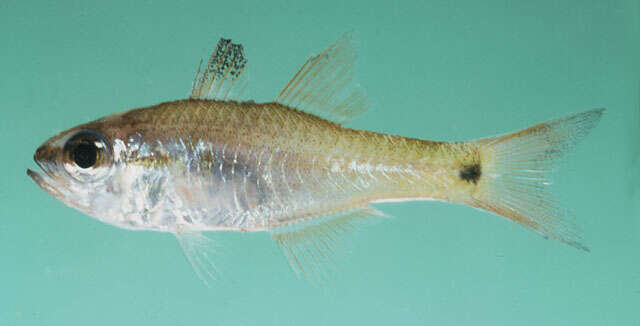 Image of Brassy cardinalfish