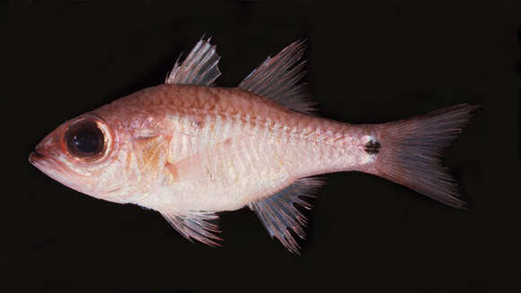 Image of Brassy cardinalfish