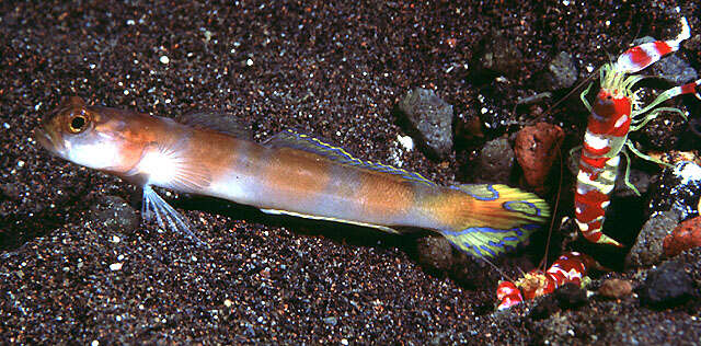 Image of Flagtail shrimpgoby