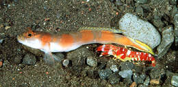 Image of Flagtail shrimpgoby