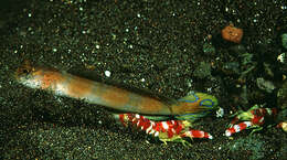 Image of Flagtail shrimpgoby