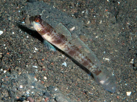 Image of Masui&#39;s shrimp-goby