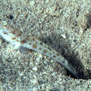 Image of Hawaiian shrimp goby
