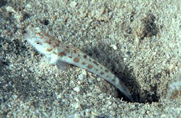 Plancia ëd Psilogobius mainlandi Baldwin 1972