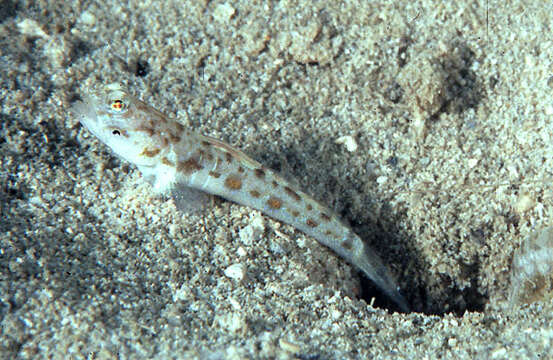 صورة Psilogobius mainlandi Baldwin 1972