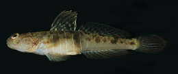 Image of Hawaiian shrimp goby