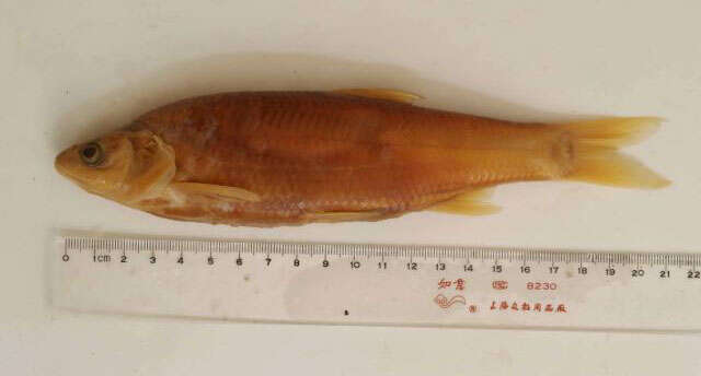 صورة Leuciscus waleckii (Dybowski 1869)