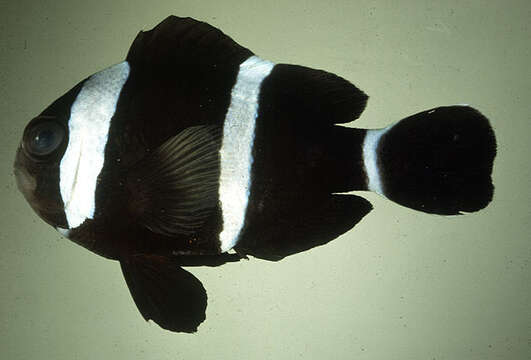 Image of Maroon clownfish