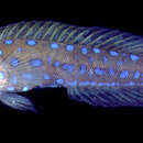 Image of Panamanian jawfish