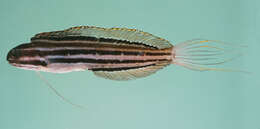 Image of Sulu fangblenny