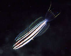 Image of Sulu fangblenny