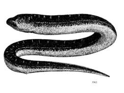 Image of swamp eels