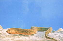 Image of Asian swamp eel