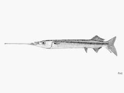 Image of Rhynchorhamphus