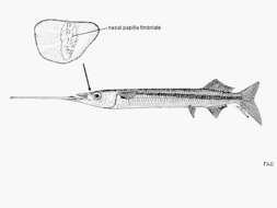 Image of Rhynchorhamphus