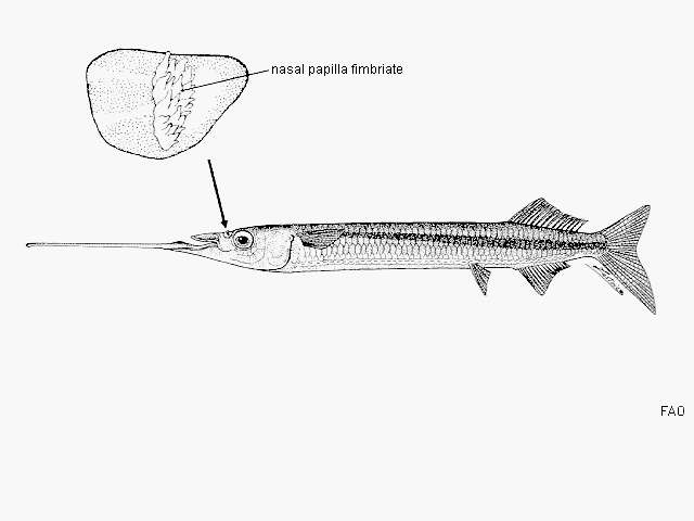 Image of Rhynchorhamphus