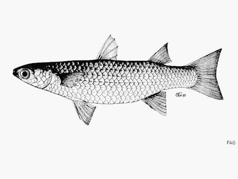 Image of Gold spot mullet