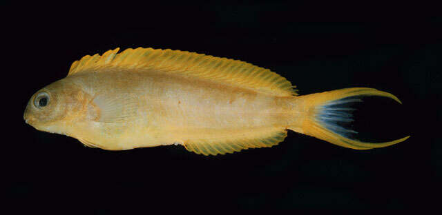 Image of Canary fangblenny