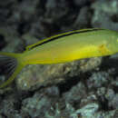 Image of Tonga fangblenny