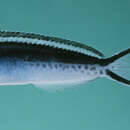 Image of Swallowtail fangblenny