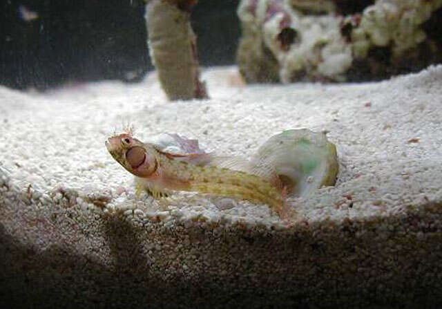 Image of Browncheek Blenny