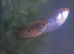 Image of Blue gourami