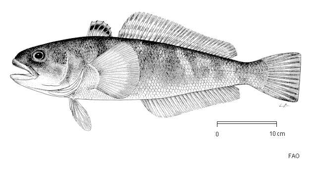 花紋南極魚的圖片