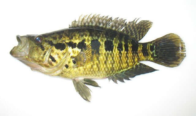 Image of Parachromis