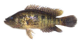 Image of Parachromis