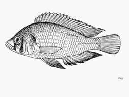 Image of Haplo Fish