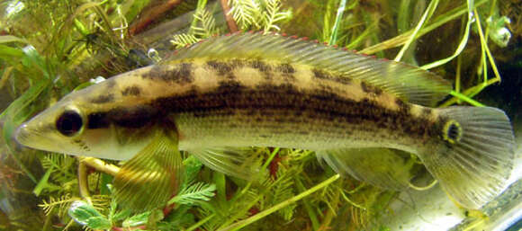 Image of Pike cichlid