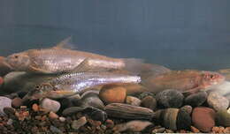 Image of Siberian gudgeon