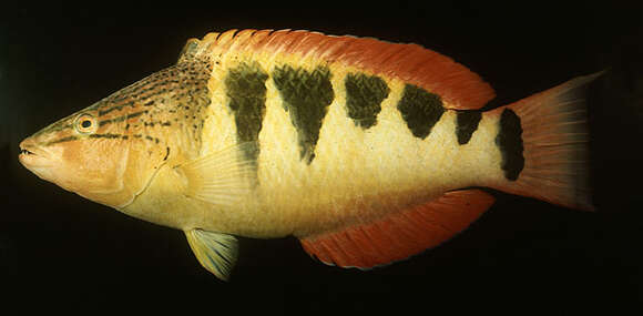 Image of Halfbarred wrasse