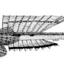 Image of Belcher’s dragonet