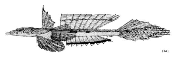 Image of Belcher’s dragonet