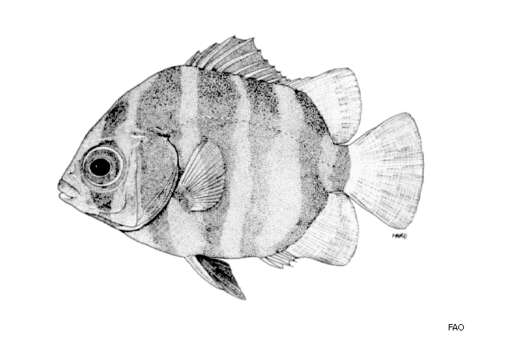 Image of Scatophagus