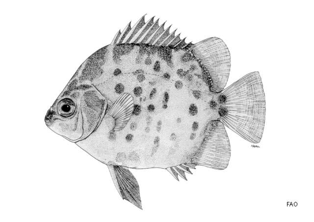 Image of Scatophagus