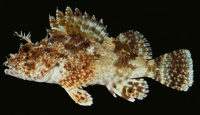 Image of Red scorpionfish