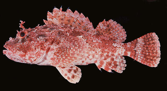 Image of Red scorpionfish