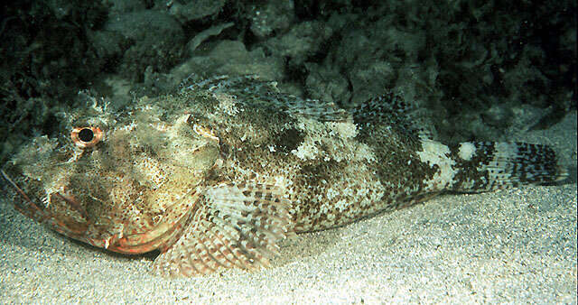 Image of Red scorpionfish