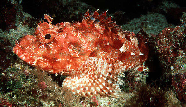 Image of Red scorpionfish