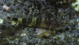 Enneapterygius rhabdotus Fricke 1994 resmi