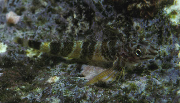 Image of South Pacific striped triplefin