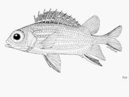 Image of Crown Squirrelfish