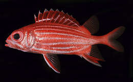 Image of Crown Squirrelfish