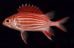 Image of Crown Squirrelfish